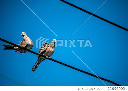 Dove is a ture Lover,two birds are on wire. Dove is a ture Lover,two birds are on wire. 21096903