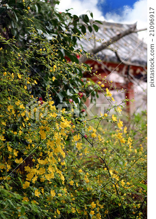 Nagakuji Yamabuki Nara Prefecture 21096917