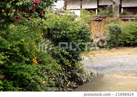 Nagakuji Yamabuki Nara Prefecture Nagakuji Yamabuki Nara Prefecture 21096924