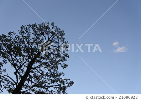天空和樹 天空和樹 21096928