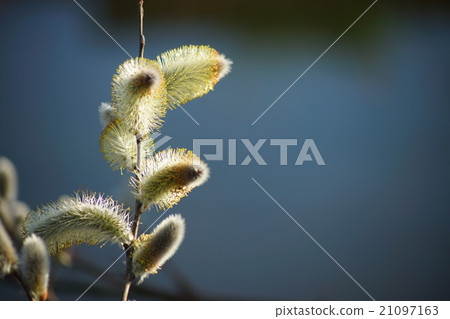 Feline flower flower 21097163