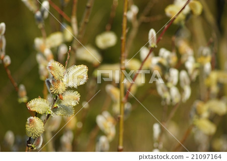 Feline flower flower Feline flower flower 21097164