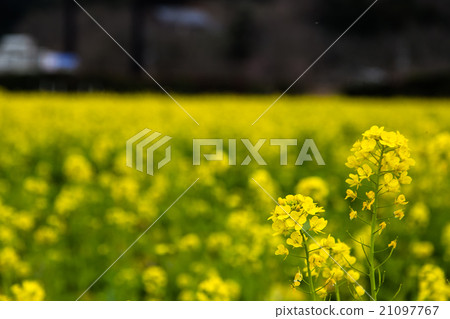 春天來了 21097767