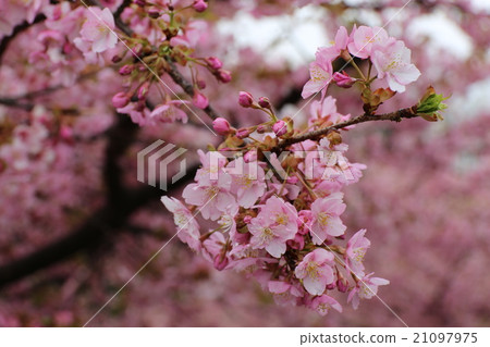 Kawazu cherry tree Kawazu cherry tree 21097975