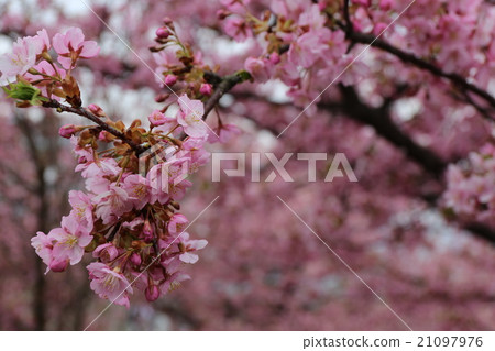 Kawazu cherry tree Kawazu cherry tree 21097976