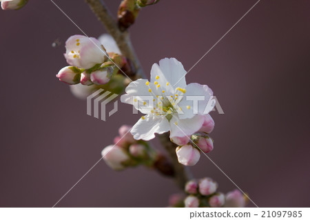 一朵櫻花一對紅色的果實，已經達到了更早開花的時間 21097985