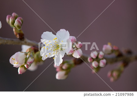 一朵櫻花一對紅色的果實，已經達到了更早開花的時間 21097986