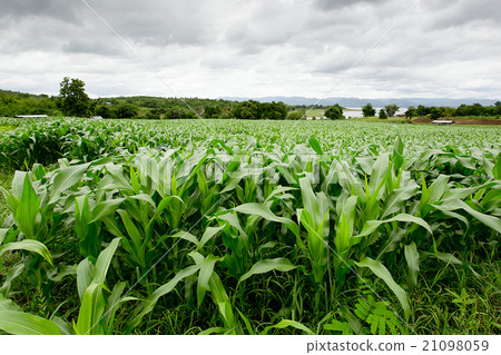 Green corn field,white clouds in Thailand 21098059