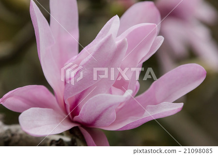 A peach colored kobushi flower begins to bloom and it turns white when a flower opens in pink A peach colored kobushi flower begins to bloom and it turns white when a flower opens in pink 21098085