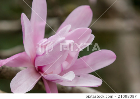 A peach colored kobushi flower begins to bloom and it turns white when a flower opens in pink A peach colored kobushi flower begins to bloom and it turns white when a flower opens in pink 21098087