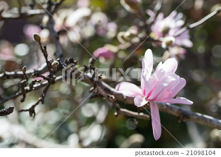 A peach colored kobushi flower begins to bloom and it turns white when a flower opens in pink A peach colored kobushi flower begins to bloom and it turns white when a flower opens in pink 21098104