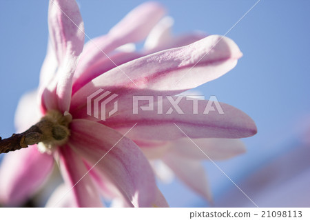 一朵桃色的kobushi花開始綻放，當一朵花以粉紅色開放時，它變成白色 21098113