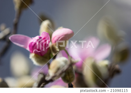 A peach colored kobushi flower begins to bloom and it turns white when a flower opens in pink A peach colored kobushi flower begins to bloom and it turns white when a flower opens in pink 21098115