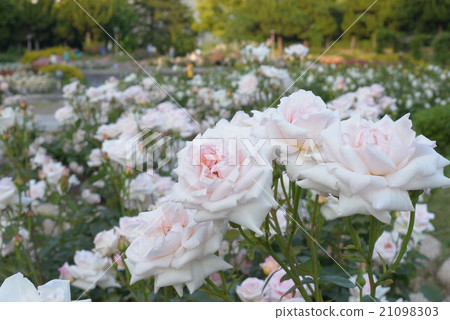 Rose flower in full bloom Rose flower in full bloom 21098303