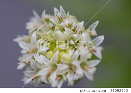 Fukuoka Flower Flower For edible foods, there is little bitterness as Fukinoto tofu, and it is eaten as early spring food 21098330