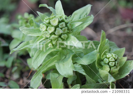 Fuquinot腳趾小時有點苦 Fuquinot腳趾小時有點苦 21098331