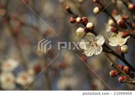 Plums in early afternoon blooming (background bokeh) Plums in early afternoon blooming (background bokeh) 21099469