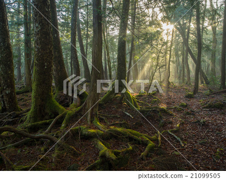 Aokigahara Jukai Aokigahara Jukai 21099505