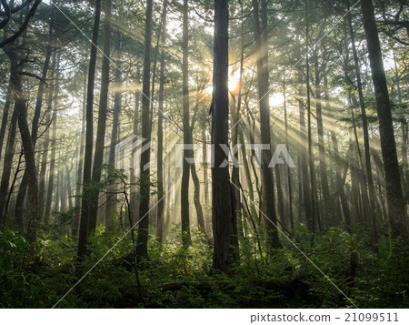 Aokigahara Jukai Aokigahara Jukai 21099511