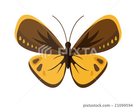 Colored cartoon butterfly vector isolated on white 21099594