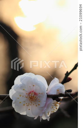 Dark red flowers emerging lively and fantastically against the background of the rising sun (Bungo Plum) 21099694