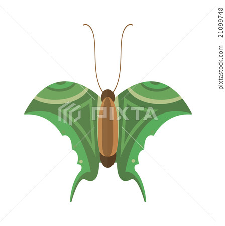 Colored cartoon butterfly vector isolated on white 21099748