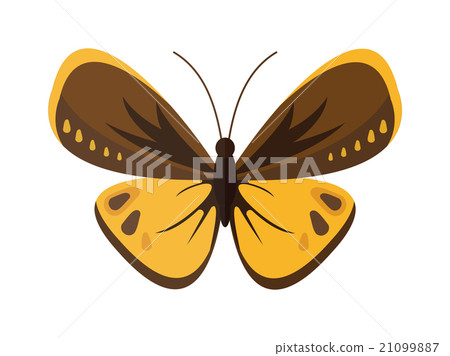 Colored cartoon butterfly vector isolated on white 21099887
