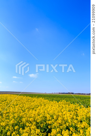 Rape blossoms 21099909