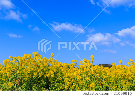Rape blossoms Rape blossoms 21099910