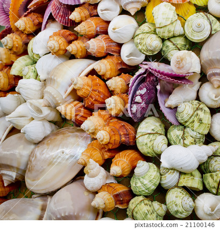 Lots of different seashells 21100146