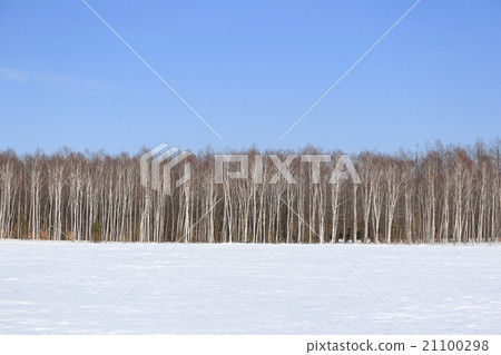 White birch trees and snowy fields and blue sky White birch trees and snowy fields and blue sky 21100298