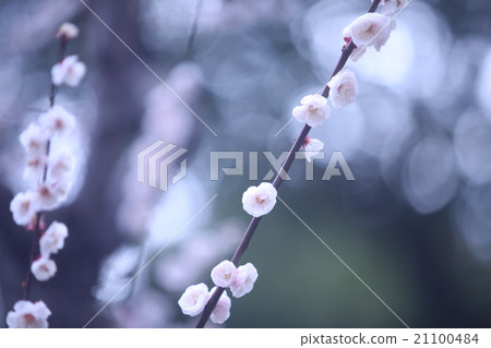 Plum blossom  21100484