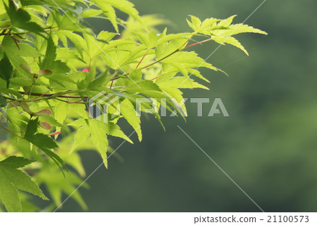 Fresh green 21100573