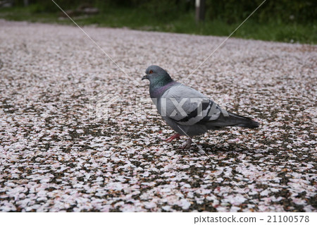 Dove and cherry carpet 21100578