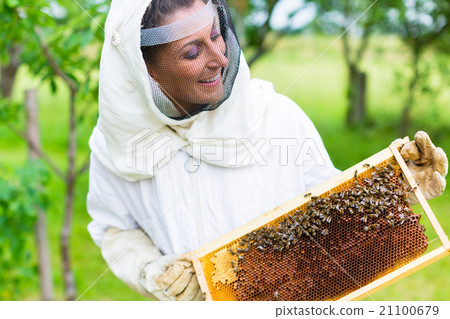 Beekeeper controlling beeyard and bees 21100679