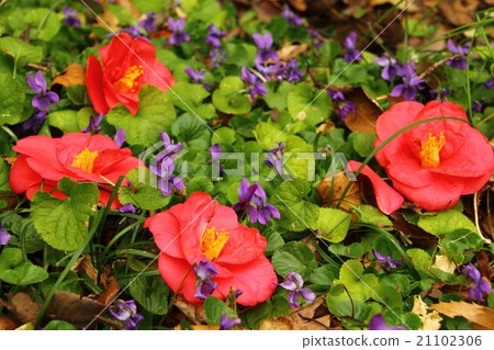 春天的顏色 春天的顏色 21102306