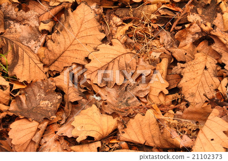 Kashiwaba Kashiwaba 21102373