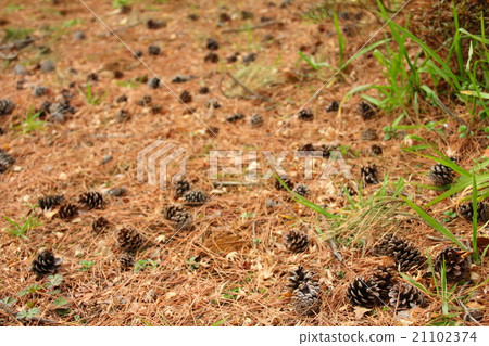 Under a pine tree Under a pine tree 21102374