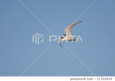 與小魚一起飛行的燕鷗 與小魚一起飛行的燕鷗 21102659