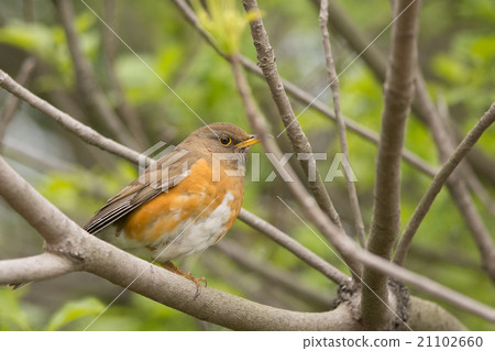 Akahara停在側枝上 Akahara停在側枝上 21102660