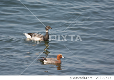 Bowling swim with Hydrigamo 21102677