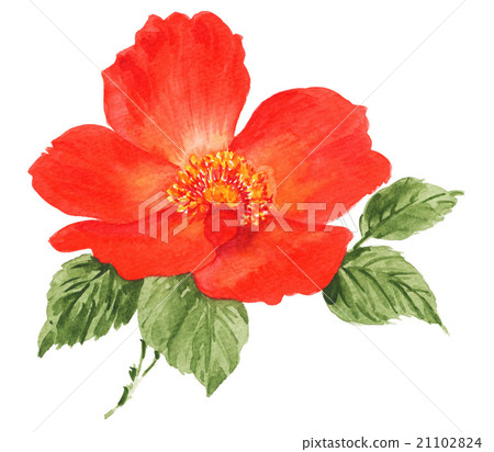 bloom, blossom, blossoms 21102824