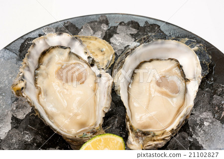 Oyster Oyster 21102827