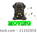 MOVING  Bright word, Blackenning dog sort pug,  21102858
