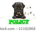 POLICY  Bright word, Blackenning dog sort pug,  21102868