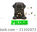 PRIZE  Bright word, Blackenning dog sort pug,  21102873