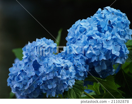 Small diameter of babbling surrounded by hydrangea 21102878