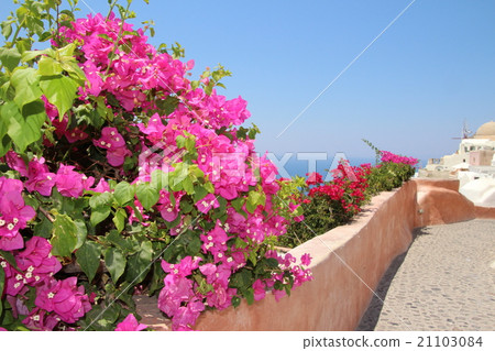 Santorini's flowers Santorini's flowers 21103084