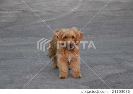 Zakynthos dog Zakynthos dog 21103086