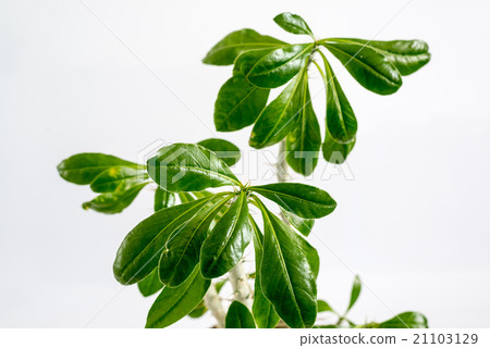 Euphorbia room in pot on light background Euphorbia room in pot on light background 21103129